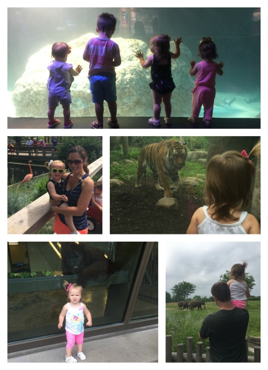 zoo_collage