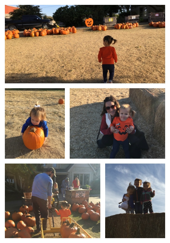 pumpkinpatch_collage
